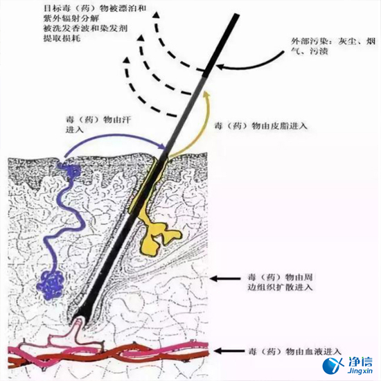 毛發(fā)毒品檢測(cè)儀檢測(cè)腿毛竟可以測(cè)出吸毒?做了全身脫毛也可以？