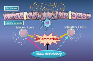 RIAM在腸道炎癥中的功能示意圖
